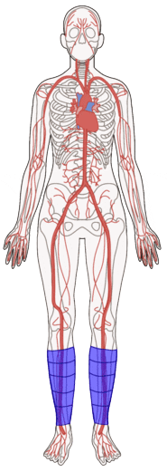 This animation shows a diagram of the human circulatory system as leg cuffs massage the lower legs to aid in blood flow back to the heart